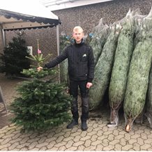 Juletræ, formklippet nordmannsgran 150 - 200 cm